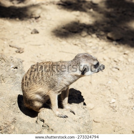 Cute Meerkat or Suricate (Suricata suricatta). Animal theme.