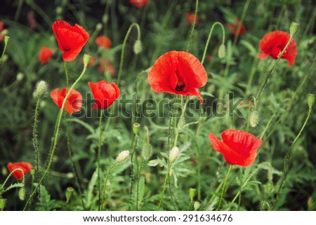 Papaver rhoeas (Corn poppy, Corn rose, Field poppy, Flanders poppy, Red poppy, Red weed, Coquelicot) in the summer meadow. Natural background.