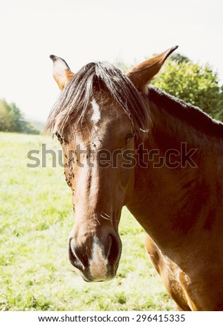 Chestnut horse in the outdoors. Animal theme.