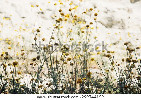 Matricaria chamomilla (Matricaria recutita), commonly known as chamomile (also spelled camomile), German chamomile, Hungarian chamomile (kamilla), wild chamomile or scented mayweed.