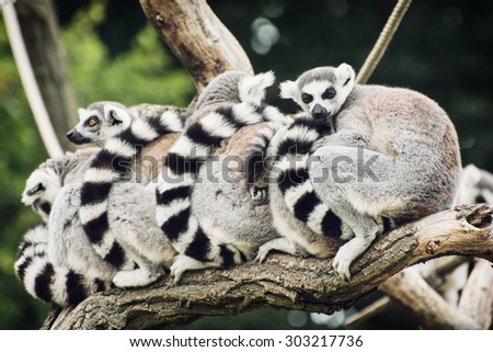 Group of Ring-tailed lemurs (Lemur catta) resting on the tree branch. Animal theme.