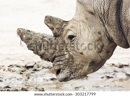 Closeup profile portrait of a White rhinoceros (Ceratotherium simum simum). Animal theme.