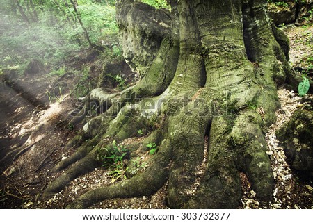 Big tree root in the forest. Natural background.