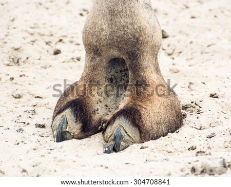 Bactrian camel\'s hoof detail. Camelus bactrianus. Animal theme.