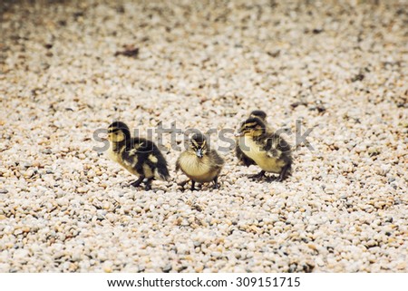 Group of lovely little mallard ducklings. Animal theme.