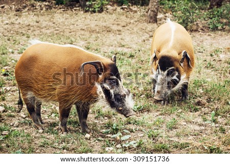 Pair of Red river hog (Potamochoerus porcus). Animal theme.