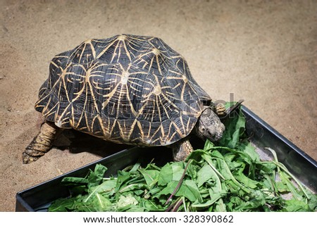 Radiated tortoise (Astrochelys radiata) feeding. Animal scene.