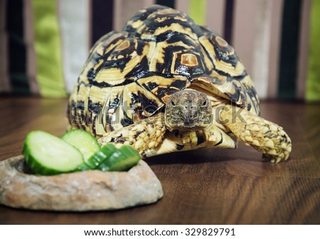 Beautiful Leopard tortoise (Geochelone pardalis) is feeding. Animal scene. Turtles breeding.