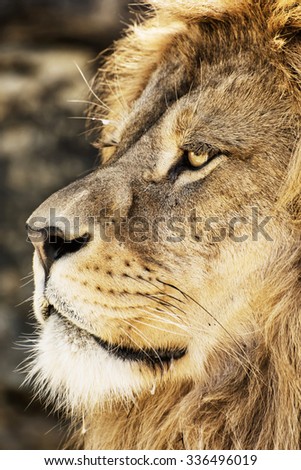 Portrait of a Barbary lion (Panthera leo leo). Animal background. Endangered animal species.