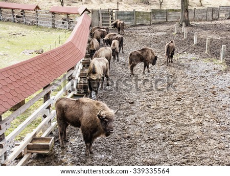 Group of European bison in the fenced paddock. Animal theme. Herd of european bisons.