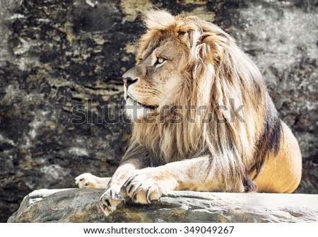 Barbary lion (Panthera leo leo). Animal portrait. Lion king.