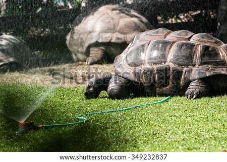 Giant turtles graze grass and enjoy the water splash. Animal theme.