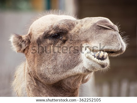 Bactrian camel (Camelus bactrianus) closeup crazy portrait. Animal face.