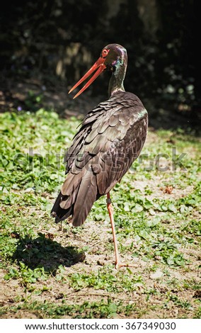 Black stork (Ciconia nigra) is a large wading bird in the stork family Ciconiidae. Bird scene. Vertical composition.