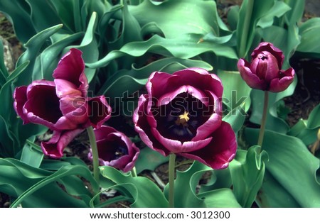 A trio of purple Parrot Tulips (actually called BLUE Parrot Tulips) in a view from overhead, looking down upon the lush green foliage.