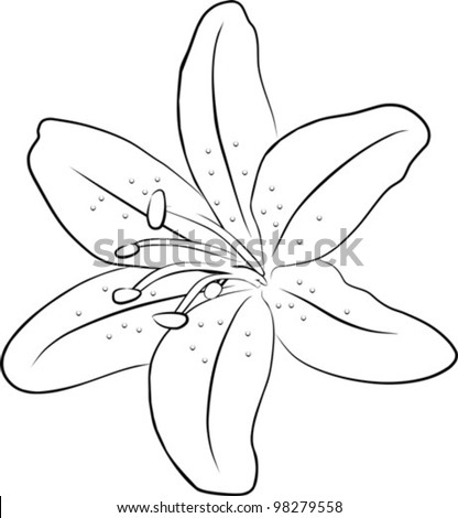 Picture Lily Flower on One Simple Lily Flowers   Freehand On A White Background  Vector
