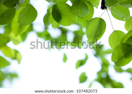 Green leaves border with bokeh background