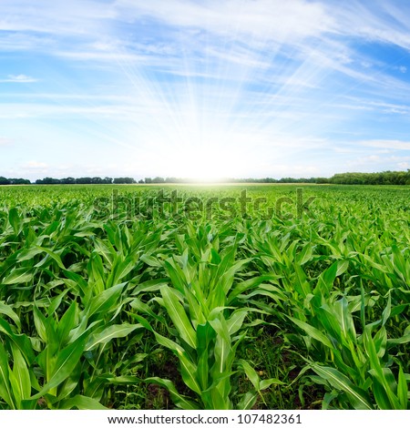 Green Corn Field