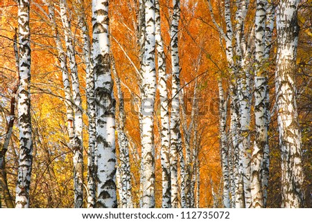 Autumn yellowed birch forest