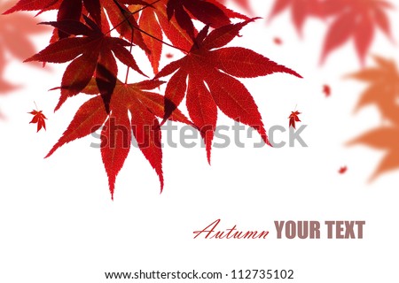 Beautiful red maple branch isolated on white with falling leaves