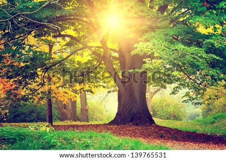Beautiful Park Tree