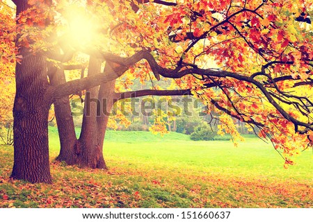 Autumn landscape - stock photo