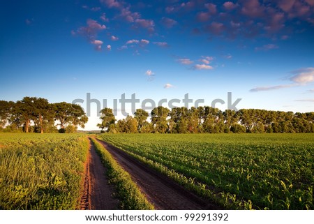 Road and green corn field at sunset