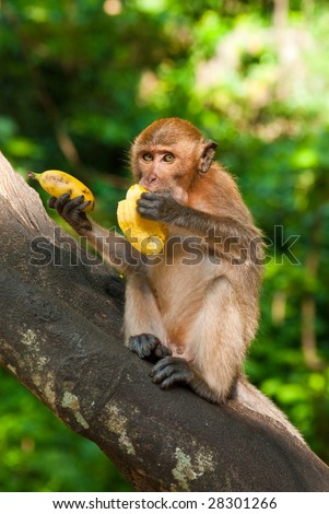 sitting on the tree monkey eating banana, Phuket, Thailand
