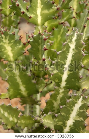 Mexican cactus plant texture