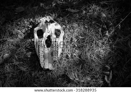 Animal skull is found in the woods. Black and White