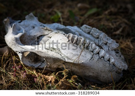 Animal skull is found in the woods