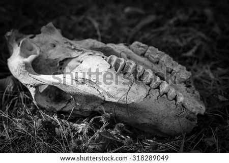 Animal skull is found in the woods. Black and White