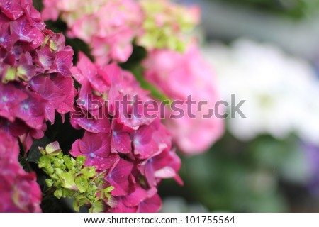 Closeup of Pink Hydrangea Flowers