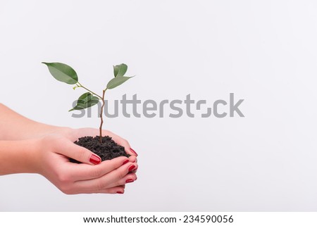 Little green plant in the hands of woman isolated on white background. Concept of new life