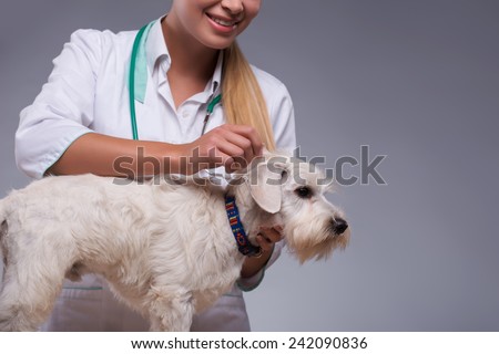 Thorough dog examination. Clopped image of a female vet examining fur of little terrier dog while standing against grey background