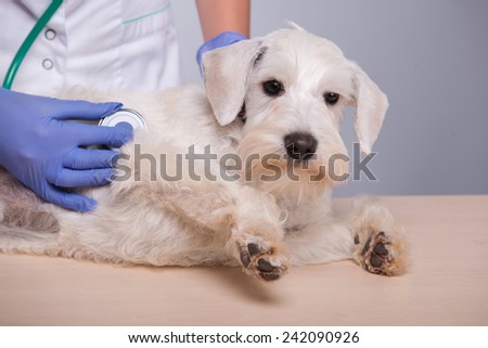 Giving the dog a thorough check-up. Closeup of a female vet checking a very cute terrier dog with stethoscope while standing against grey background