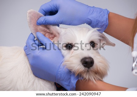 Portrait of a little bundle of cuteness. Closeup of a vet examining ears of a terrier dog while standing against grey background