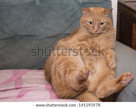 Fat orange cat sitting on lounge chair