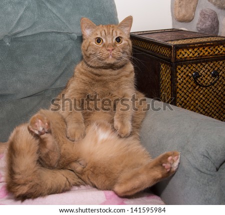 Fat orange cat sitting on lounge chair