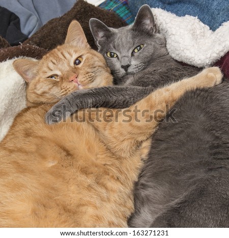 Cat best friends hugging on bed