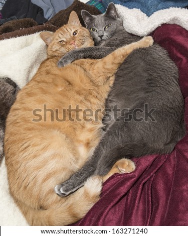 Cat Best Friends Hugging On Bed