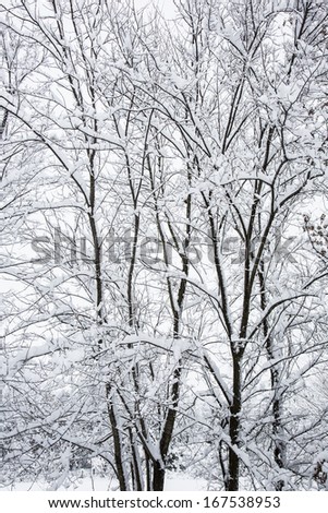 Snow filled trees