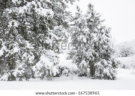 Snow filled cedar trees