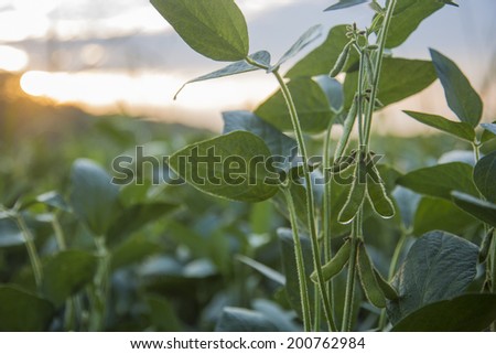 New green Soy bean plants