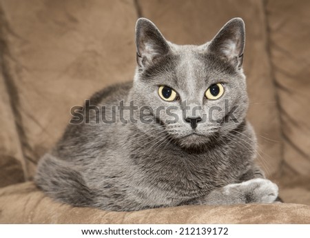 Russian blue cat on resting on a brown couch