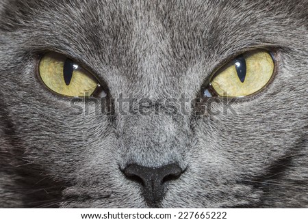 Close-up of gray cat with yellow green eyes