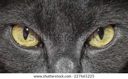 Close-up of gray cat with yellow green eyes