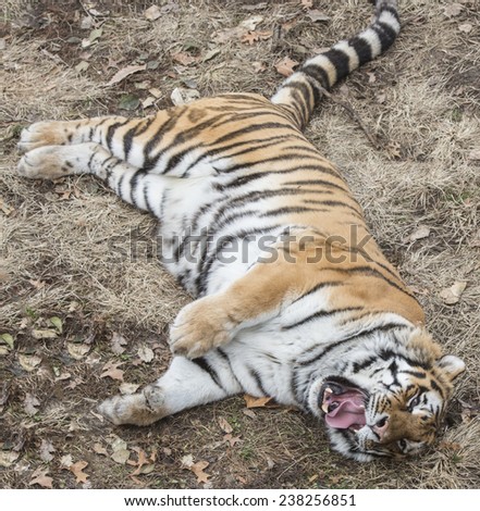 portrait of Sumatran tiger laying down yawning