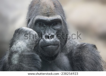 Portrait of a gorilla male, severe silverback close up.