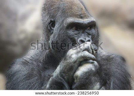 Portrait of a gorilla male, severe silverback close up.